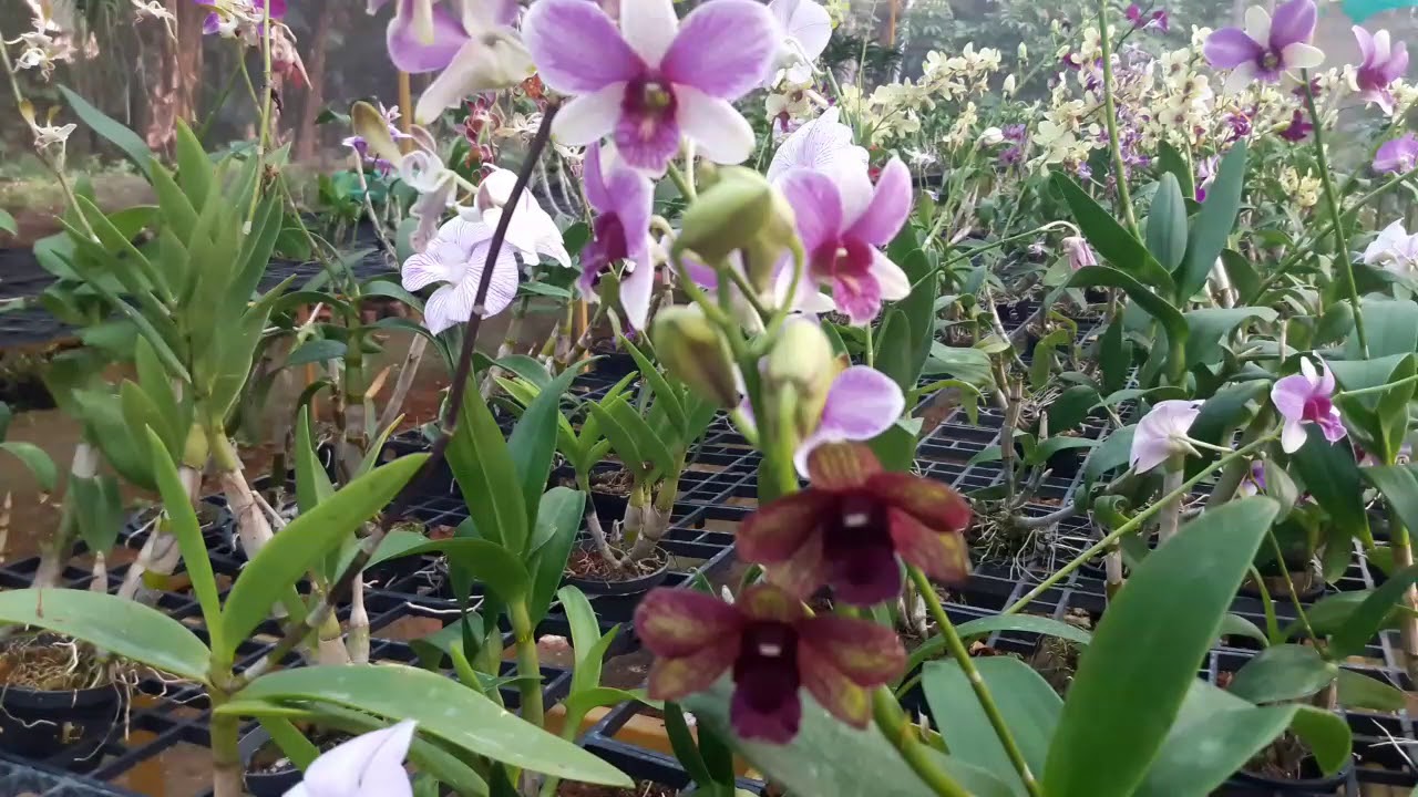 Dendrobium orchid repotting