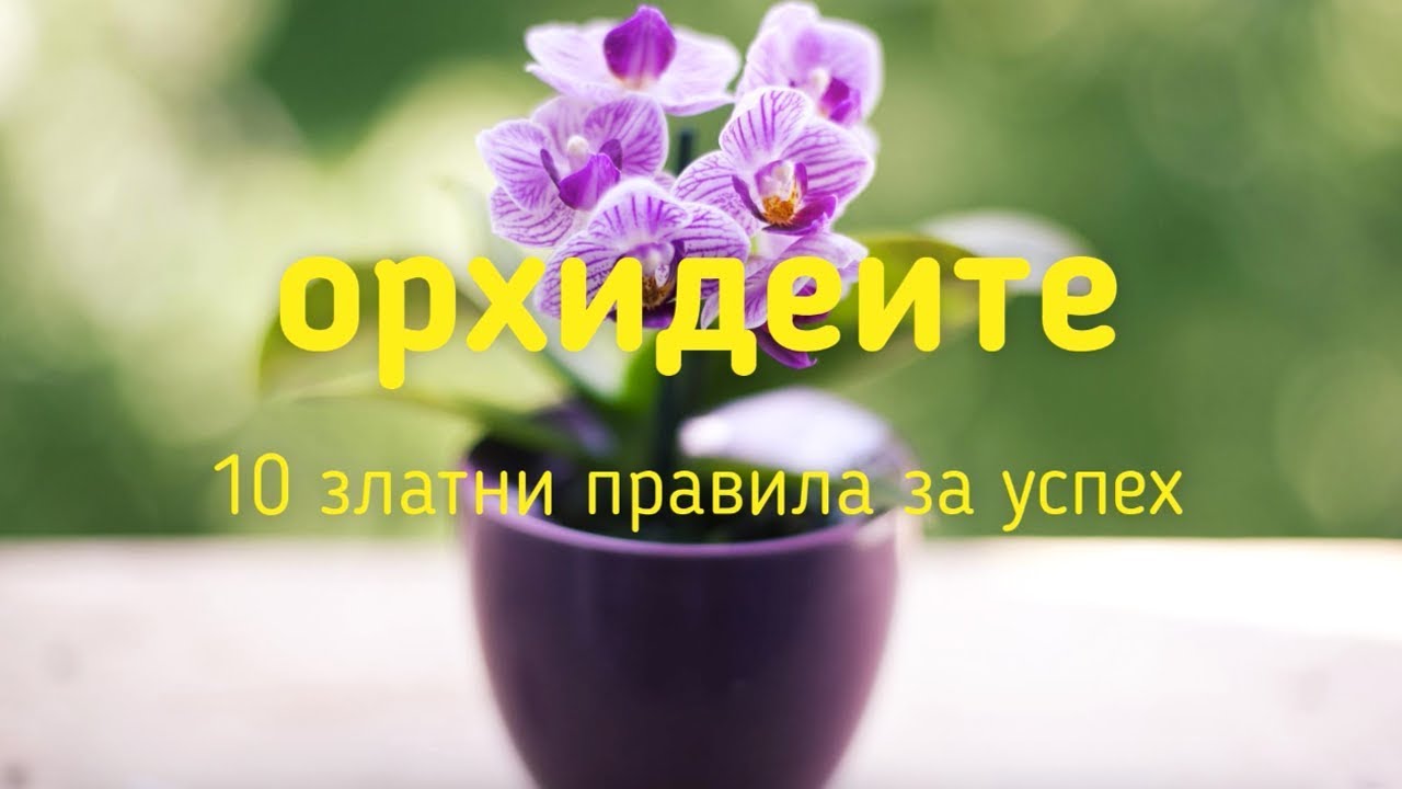 ОРХИДЕИТЕ - 10 златни правила за успех!