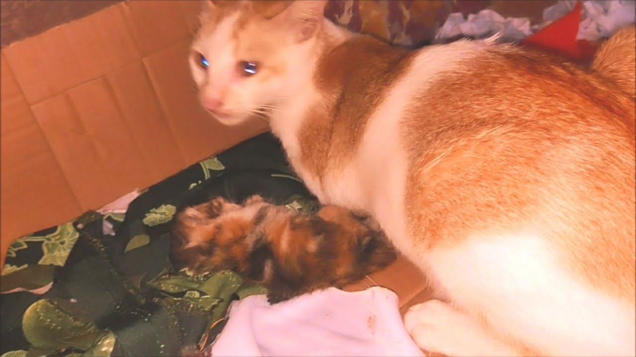 Tragedy of Lovely's Kittens.