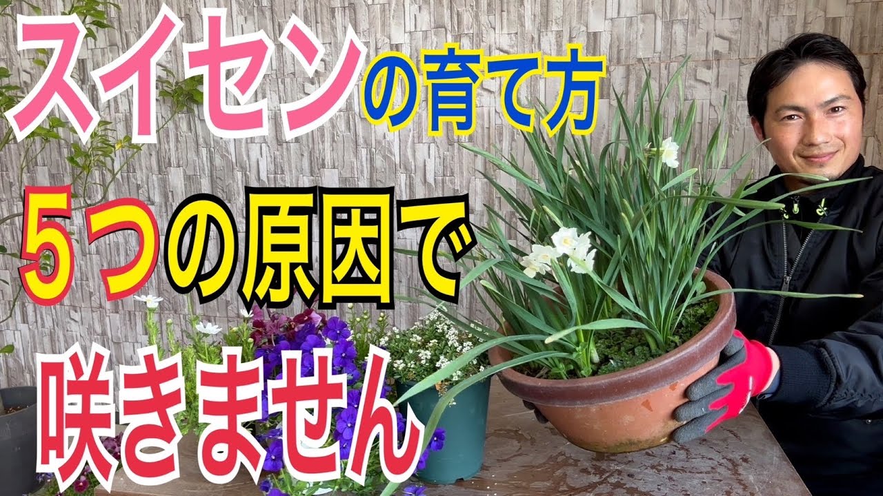 【スイセン】お花を咲かせるための５つの対策を実践で解説します！【園芸】【ガーデニング】