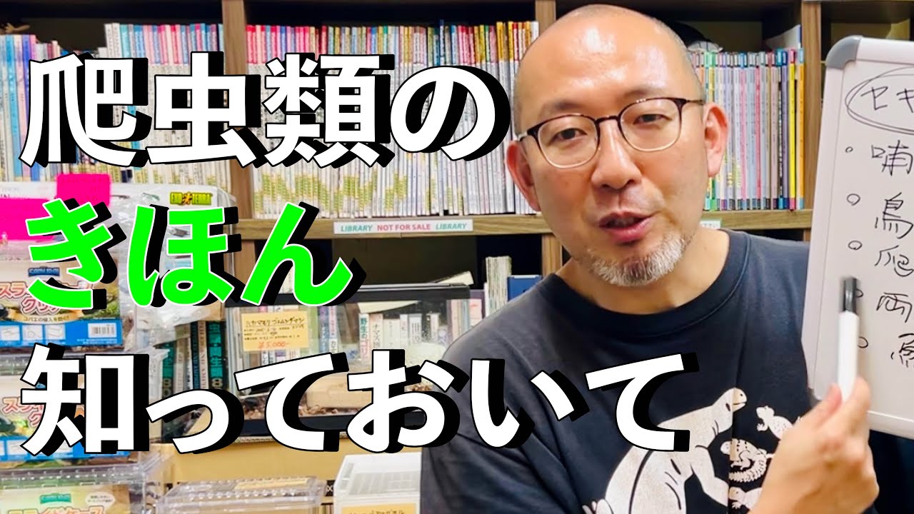 【属・亜種・モルフってなに？】キホンを知ると爬虫類がもっと楽しくなる!!