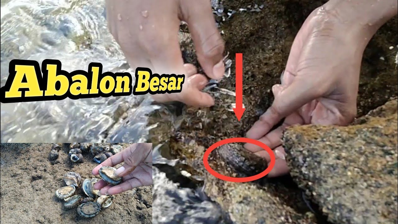BERBURU KERANG LAUT TERMAHAL  !! MATA TUJUH (ABALON)