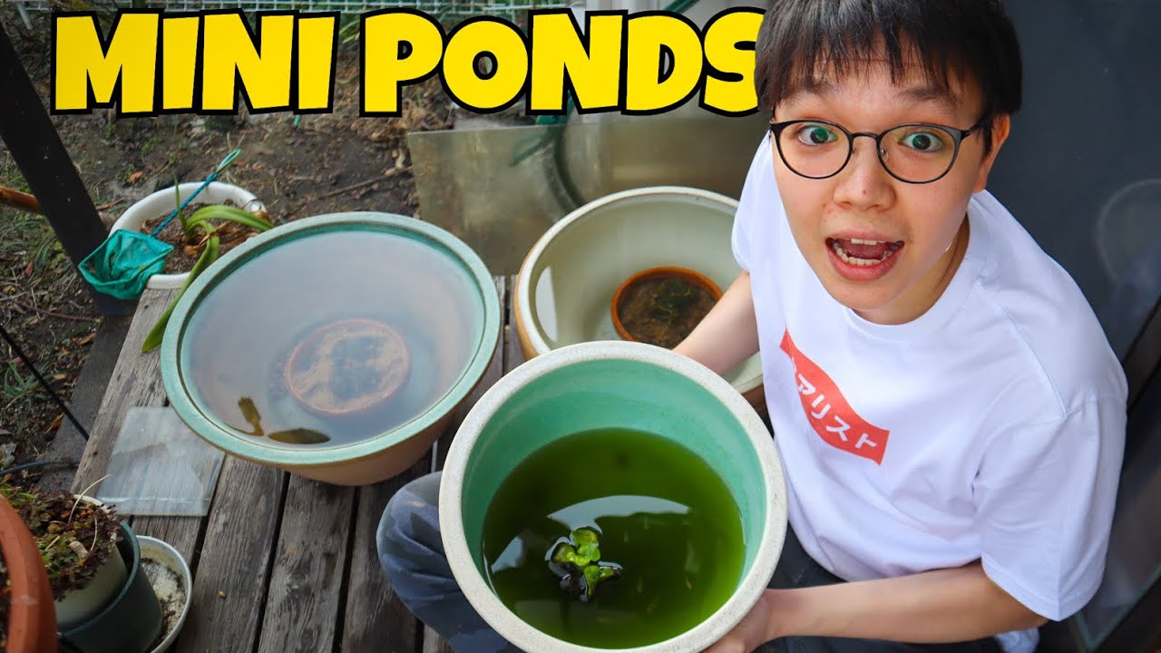 CLEANING Our RICEFISH MINI PONDS!