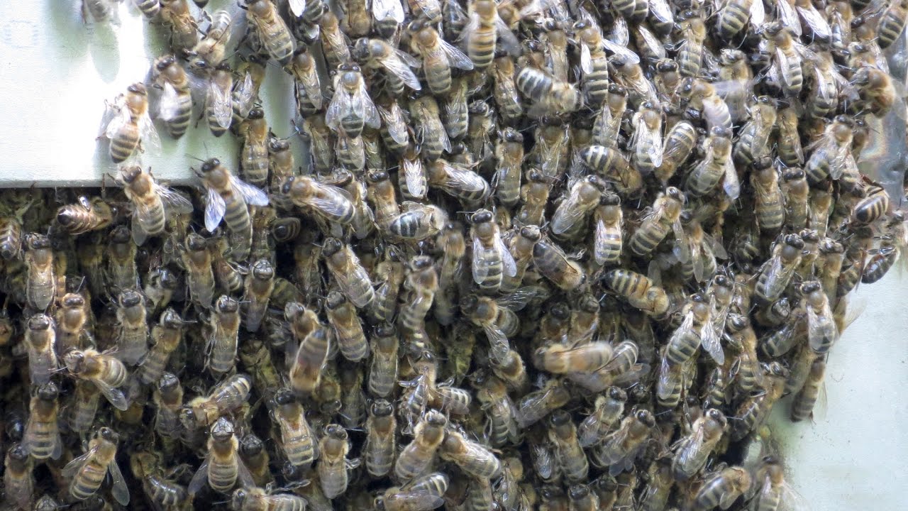 A Swarm Arrives at a Bait Hive (video B - allotment apiary)
