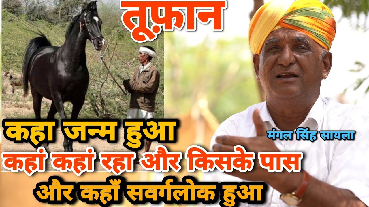 आप कितना कुछ जानते हो तूफान घोड़े के बारे में | History of legendary Stallion Tufan