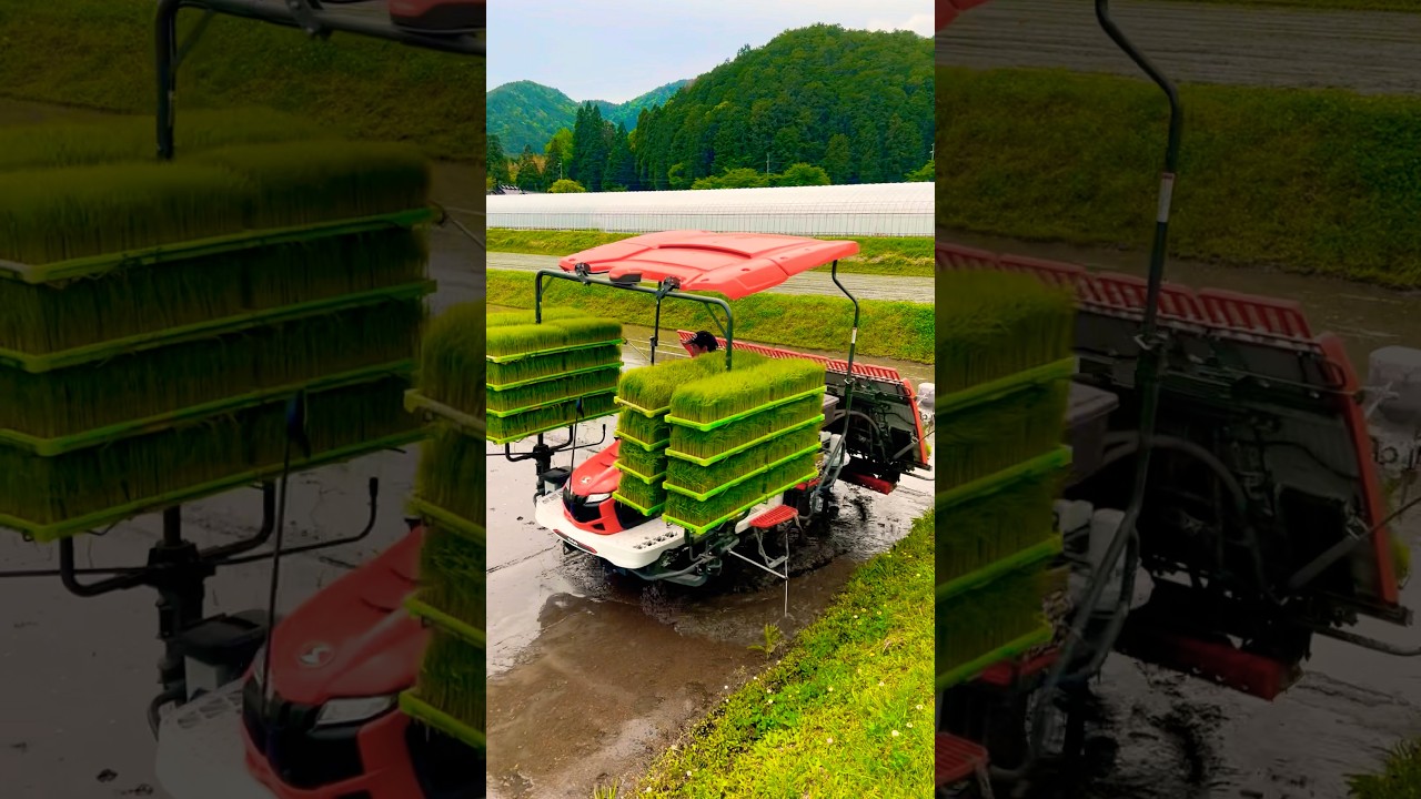 Kubota NW8S GS 田植機　田植え作業