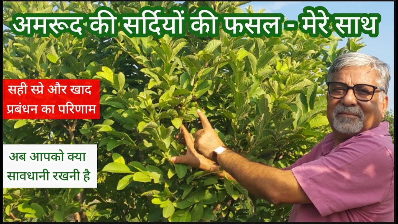 416.4 सर्दियों के अमरूद अमेजिंग किसान के साथ. Part -4. Winter crop of Guava with Amazing Kisan.
