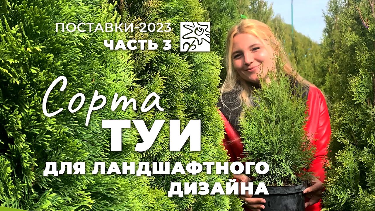Туи в Ромашкино Парк #3