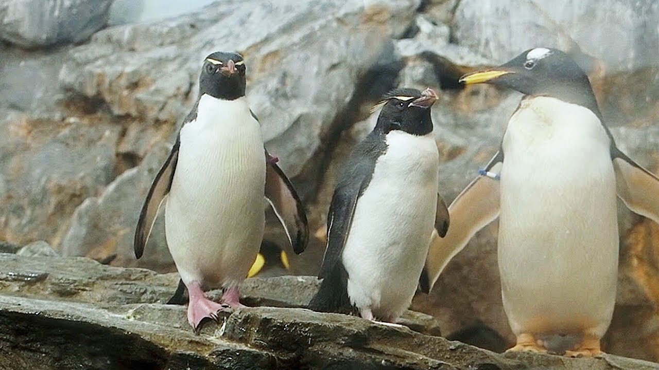 ミナミイワトビペンギン のんほいパーク 2021.5.8