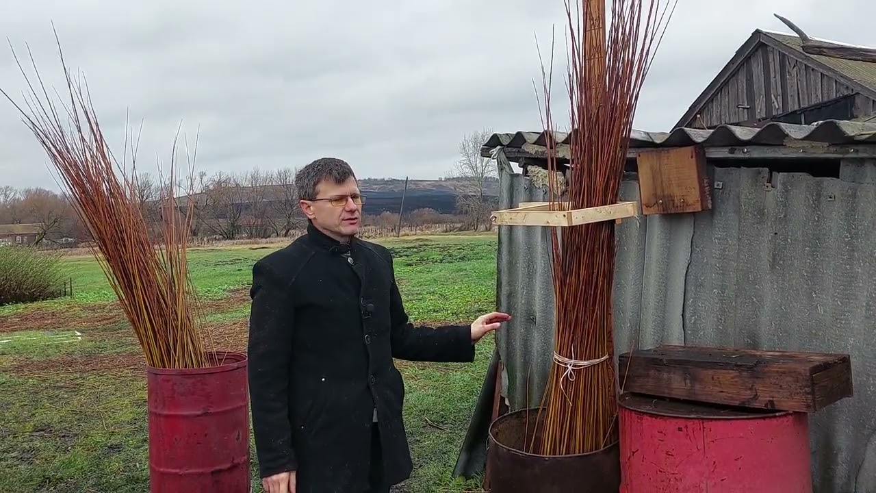 ИВА-ПАРК. Заготовка ивового прута. Часть 3. Сортировка прута по высоте 