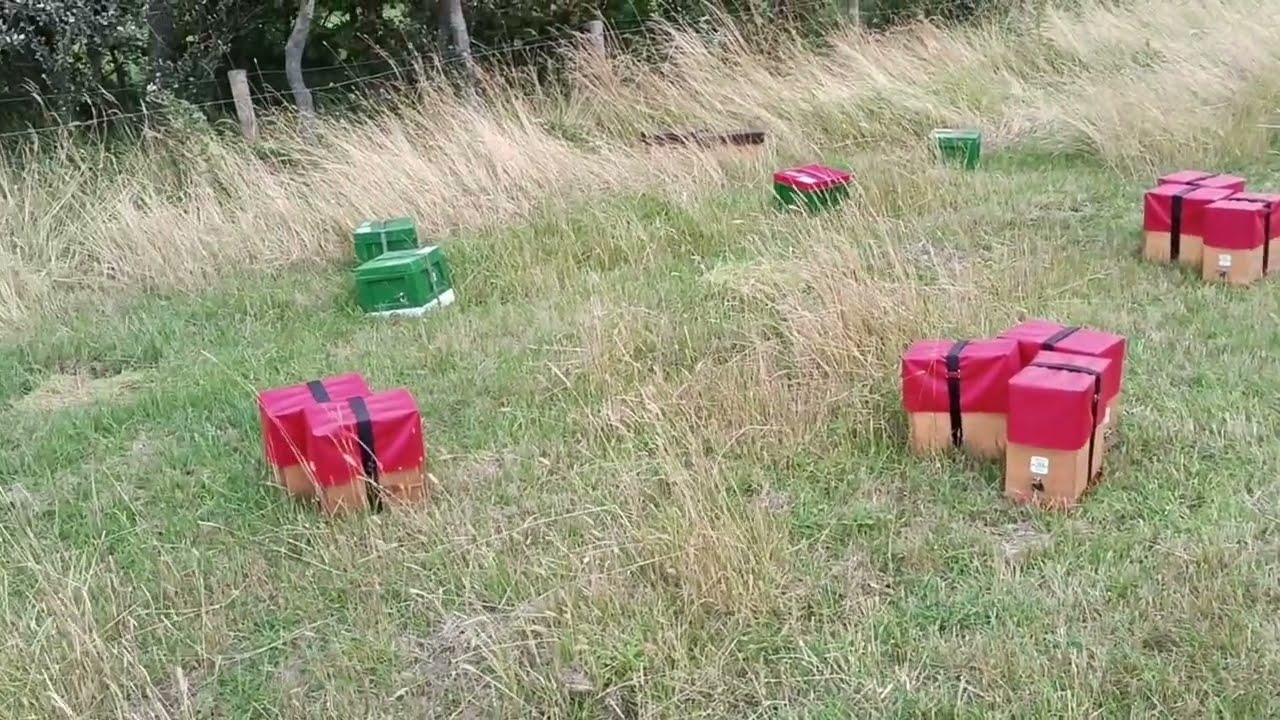 Новий острів Leyh&ouml;rn для обліту бджоломаток Buckfast!