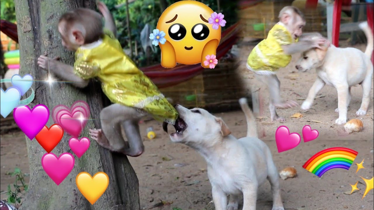 baby monkey Jelly grabs bread with puppy