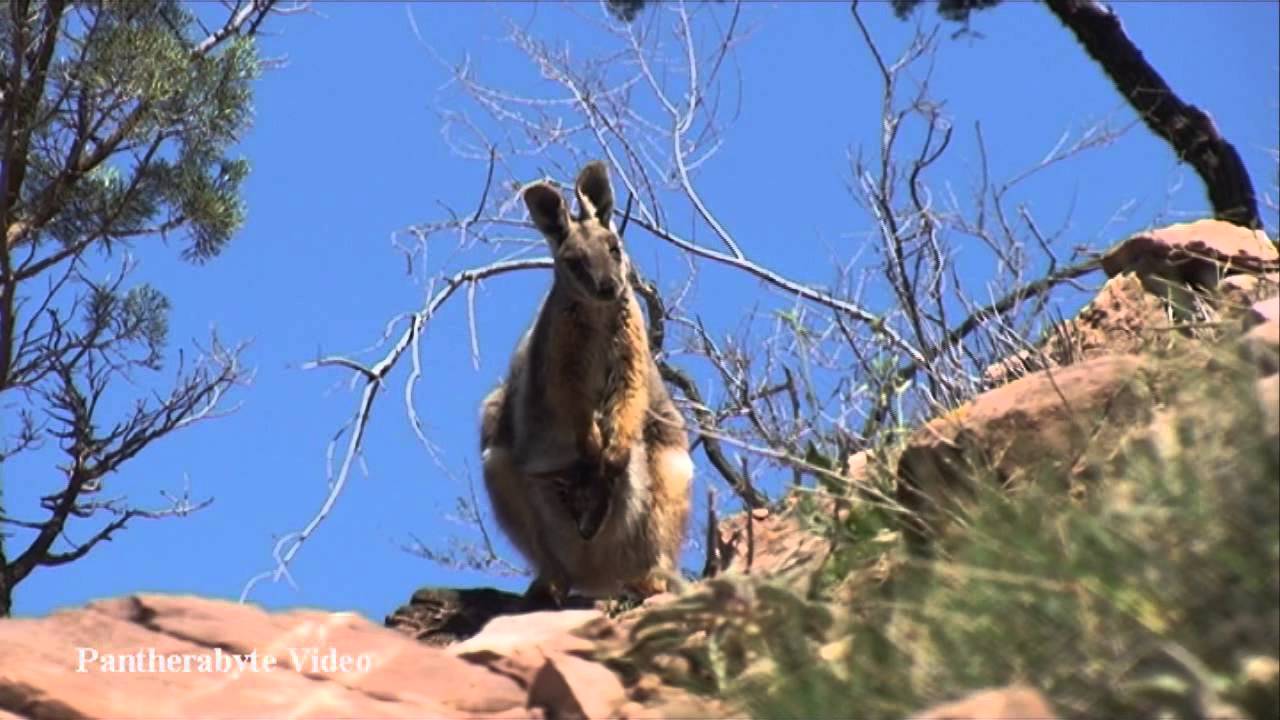 Yellow Footed Rock Wallaby