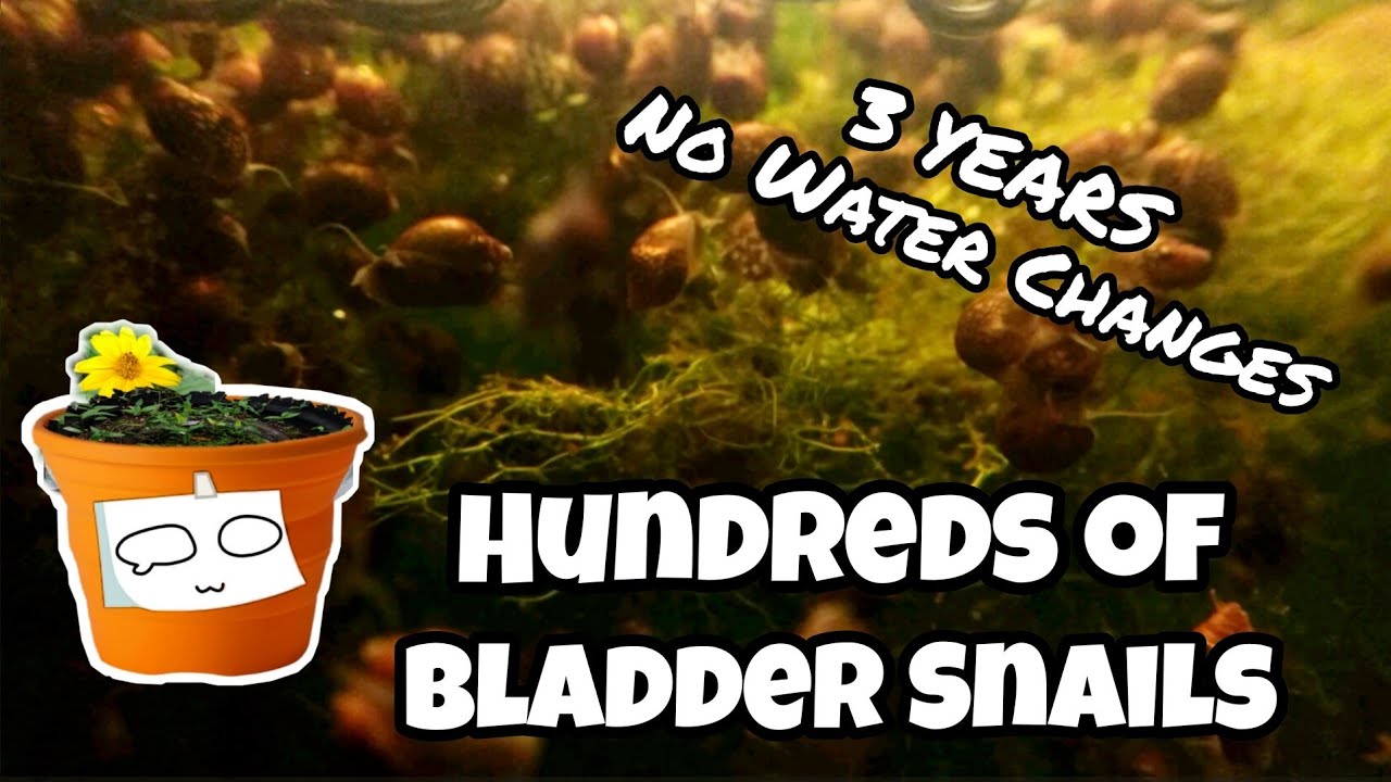 Bladder Snail Breeding Aquarium | Natural Macroalgae Filtration | No Water Changes