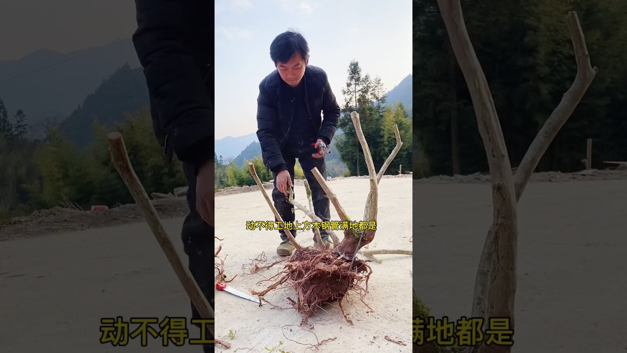 今天生日，作品早点发，晚上尽量直播##我的乡村生活 #乡村新农人 #盆景素材
