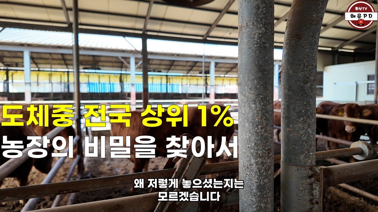 도체중 전국 상위 1% 농장의 사육 방법 찾아보기(경산 흥일목장)