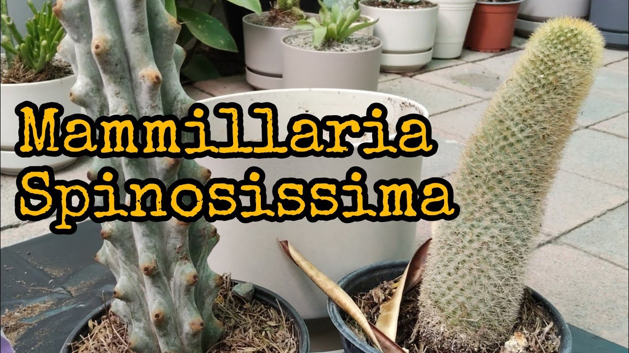 Mammillaria Spinosissima - Biznaga Espinosa