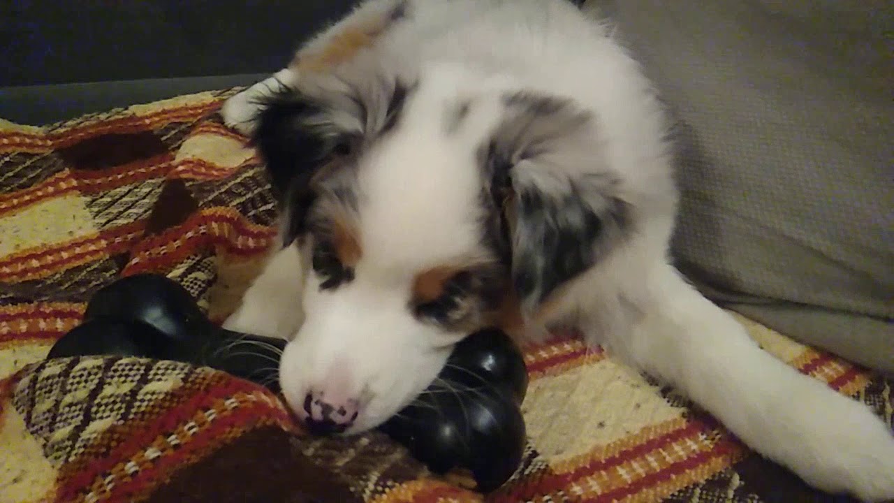 Owczarek australijski , aussie , Australian Shepherd