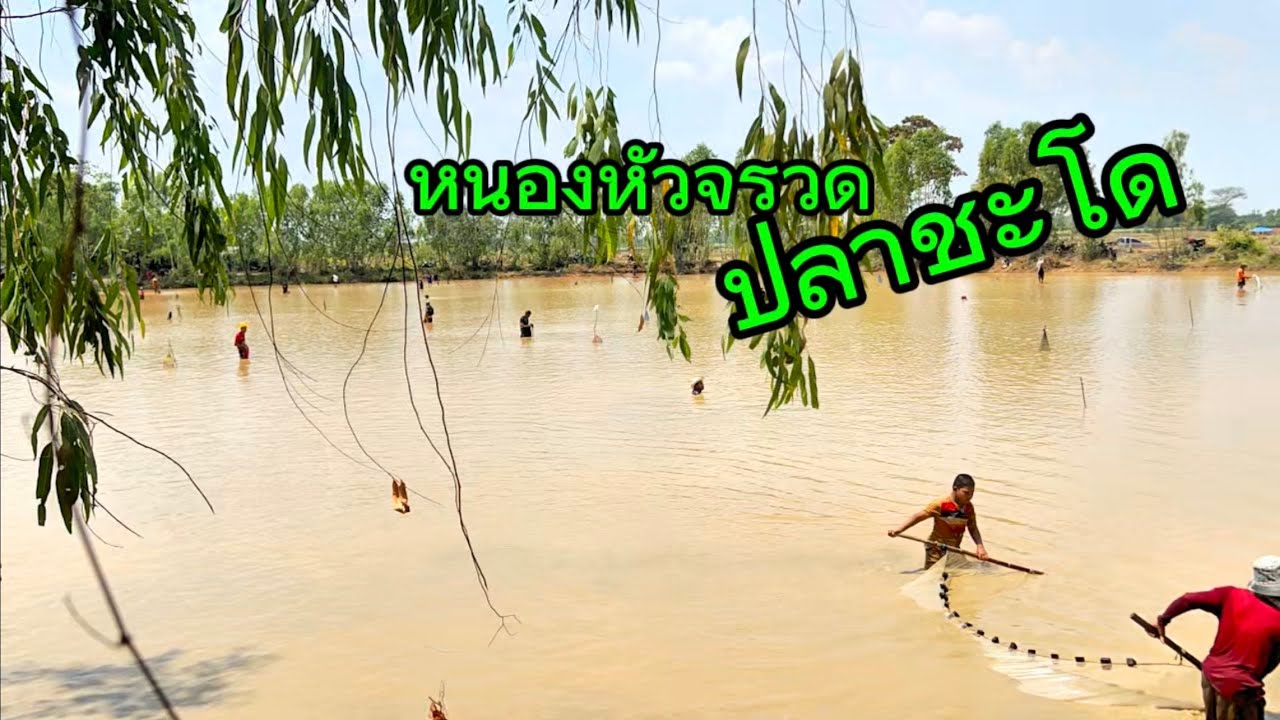 หนองหัวจรวดปลาชะโด ซื้อบัตรลงปลาหว่านแห ปลาธรรมชาติบัตร60บาท#หนองปลาชะโด