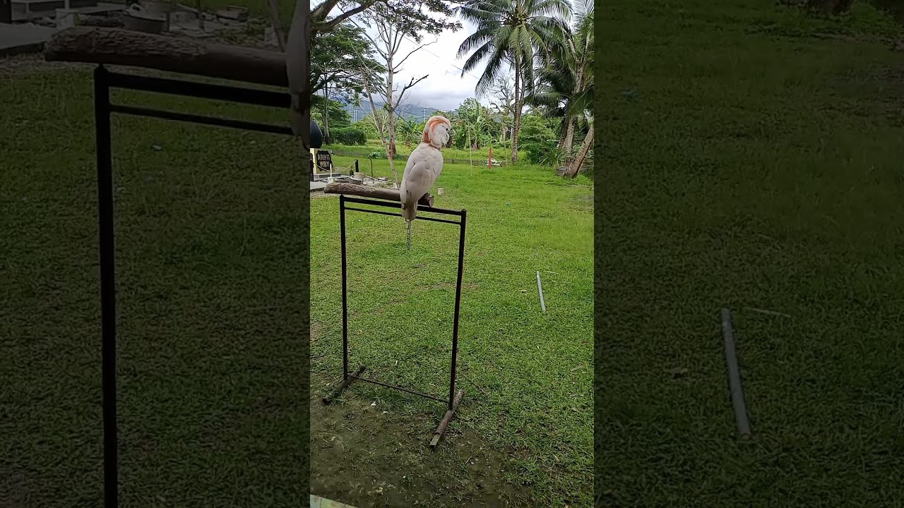 Smart moluccan cocatto