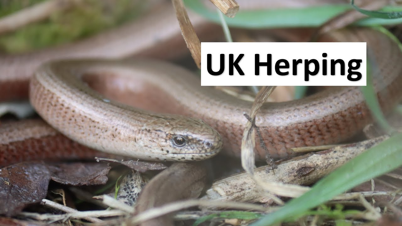UK Reptile Hunting: Looking under objects to find wild Reptiles in Britain - Herping