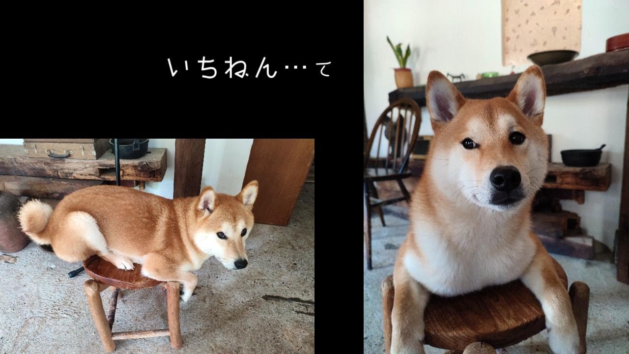 一年と 柴犬と