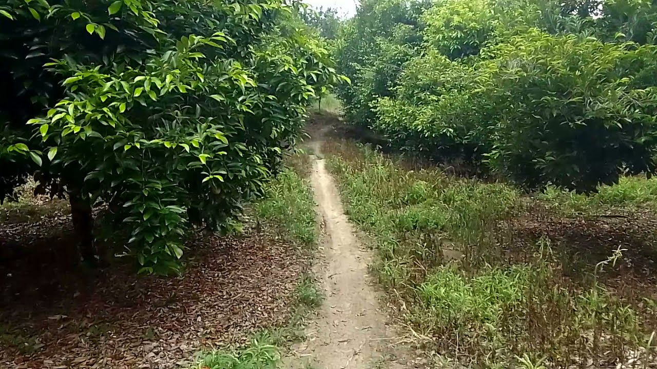 Community nutmegs plantation in Morowali Regency, Central Sulawesi, Indonesia