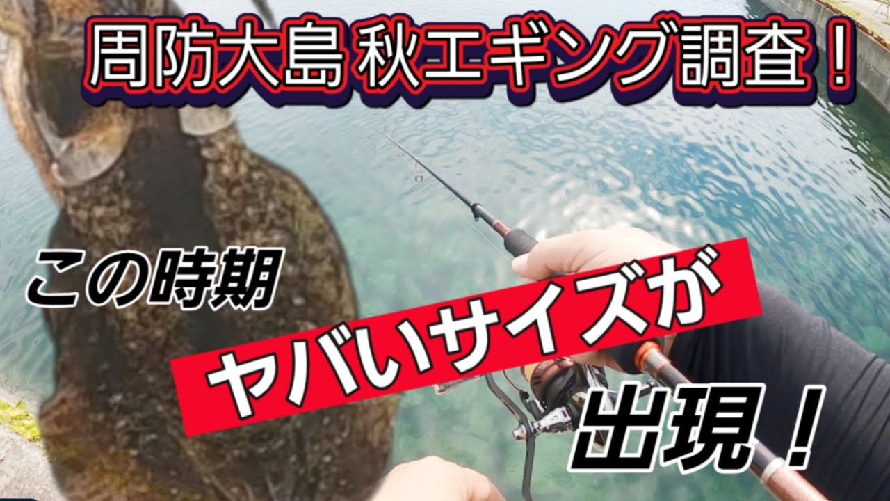 【エギング】周防大島で秋エギング調査！まさかのサイズ出現で大興奮！アオリは成長している！【2025年】
