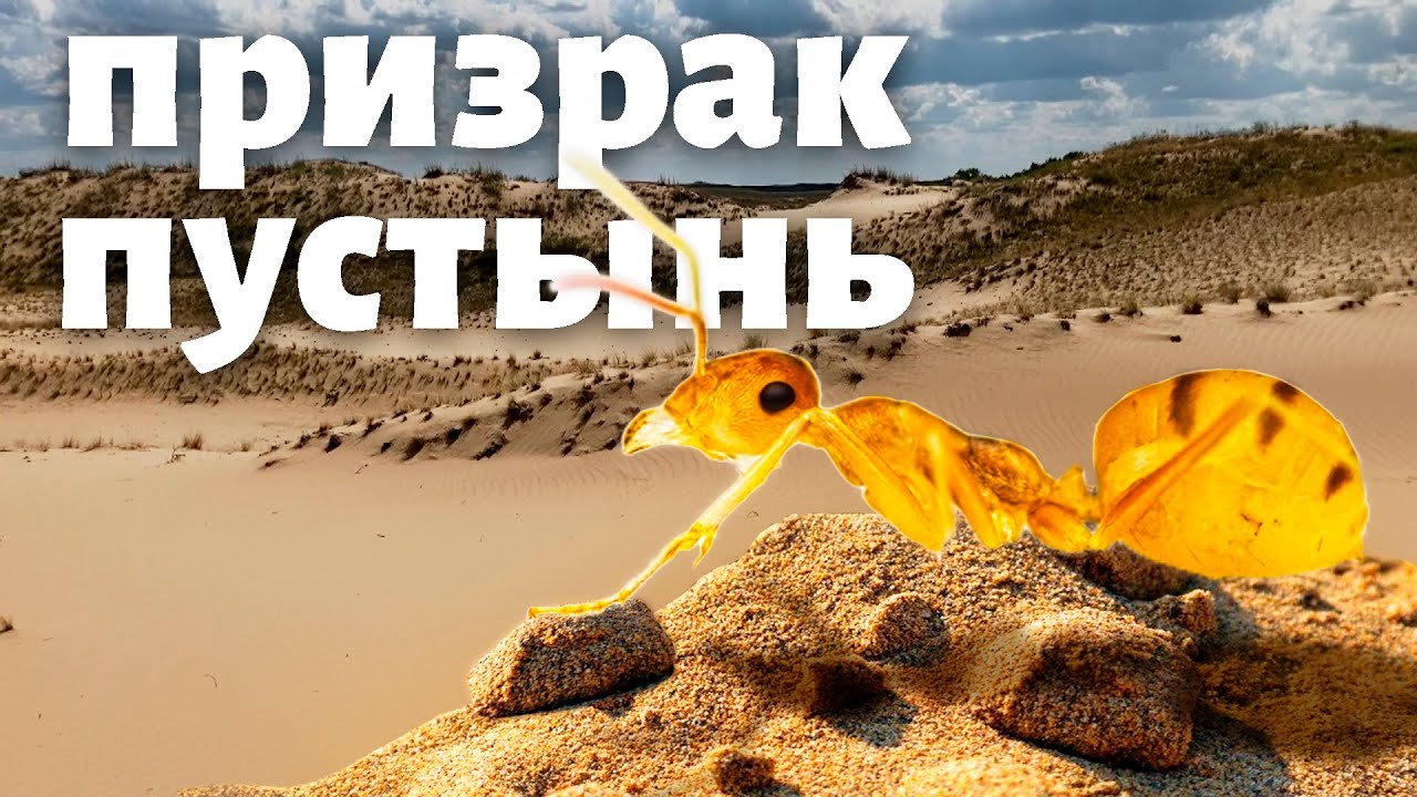 Отправился в пустыню на поиски редких муравьёв! Cataglyphis pallida - призрак Валдайского оледенения