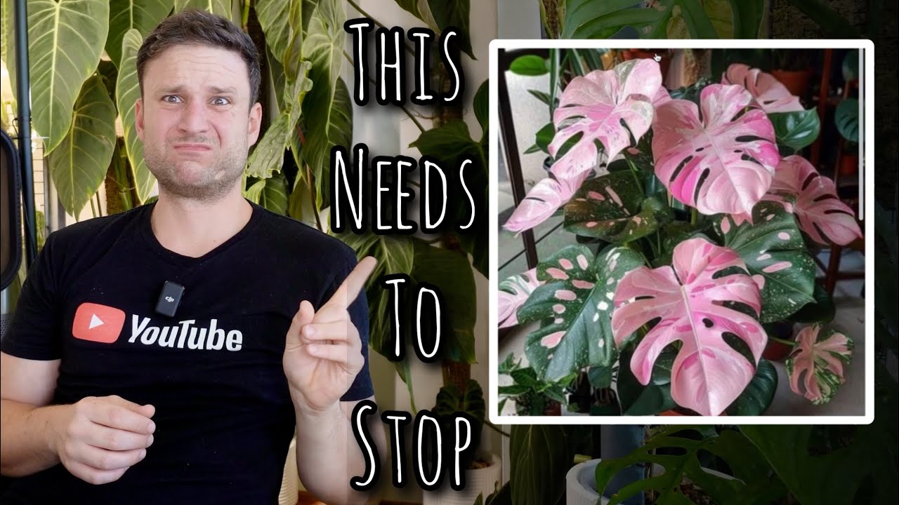 AI PLANTS - it's gone too far & I'm worried !!!
