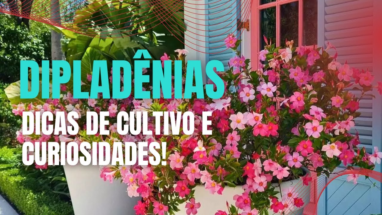 Tudo sobre a dipladenia: dicas de cultivo e curiosidades!