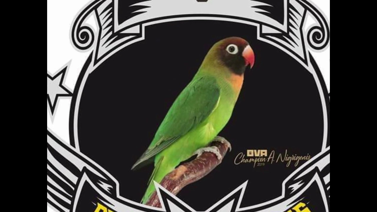 Agapornis nigrigenis