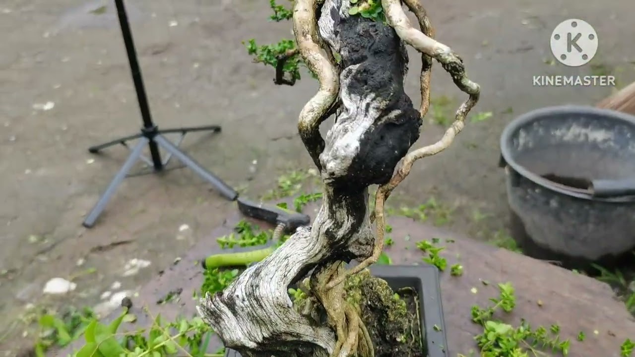  Working on bonsai and feeding also the chicken