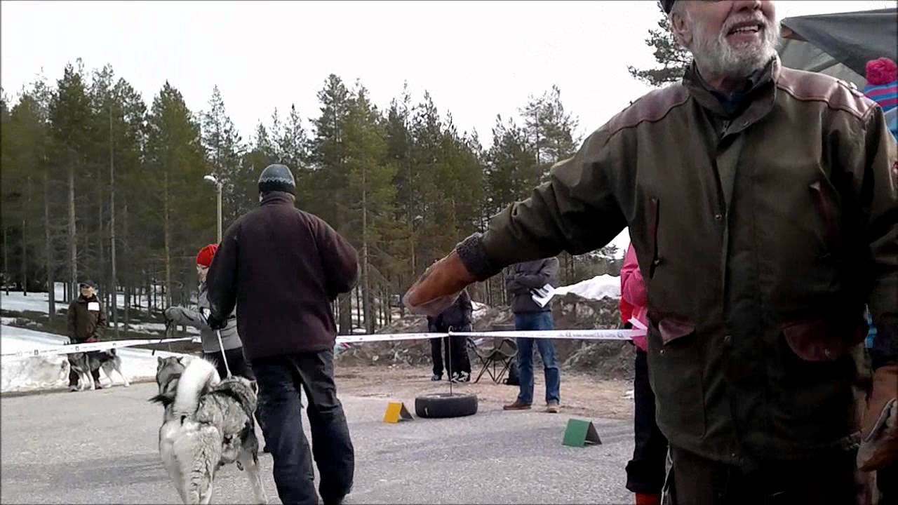 Posio 5.5.2012 Junioriluokan kilpailuluokka
