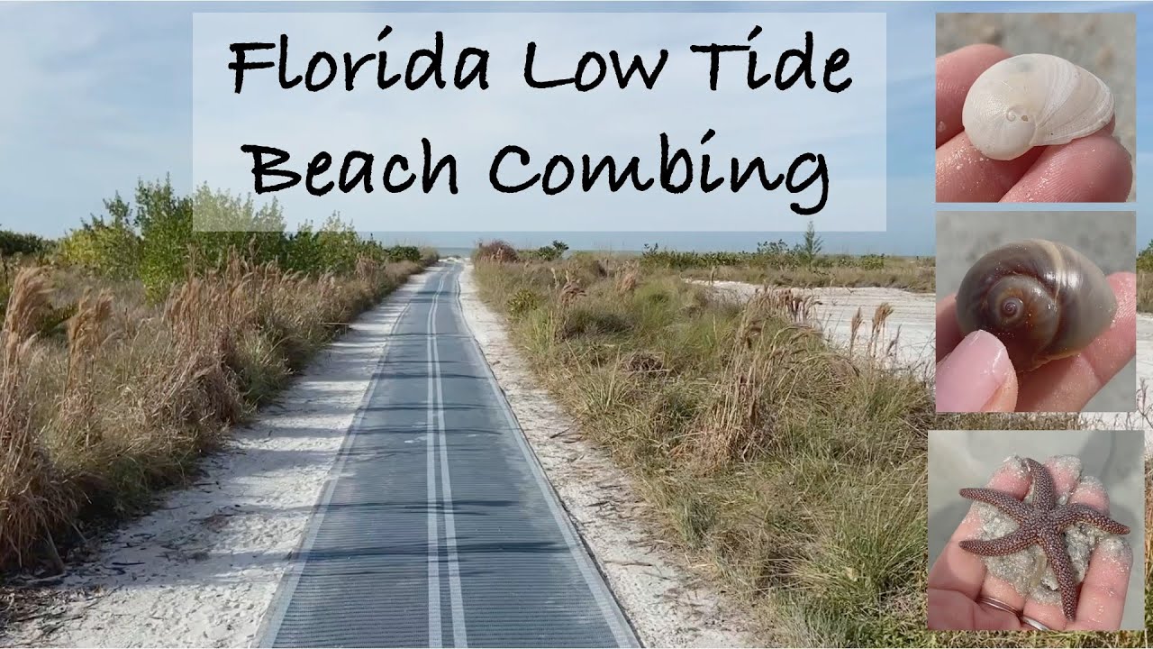 Florida Beach Combing at Low Tide. A virtual beach walk to find shells, crabs, creatures and more!