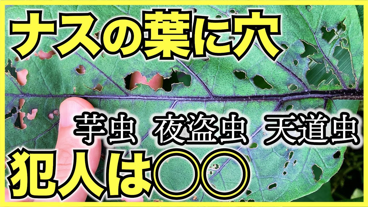 【家庭菜園の害虫】ナスの葉に穴が空いている原因は？芋虫？夜盗虫？テントウムシ？【野菜に潜むそっくりな虫に気をつけよう】