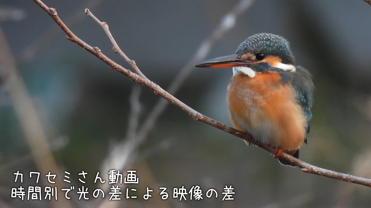 カワセミさん動画 20260202　時間別で光の差による映像の差