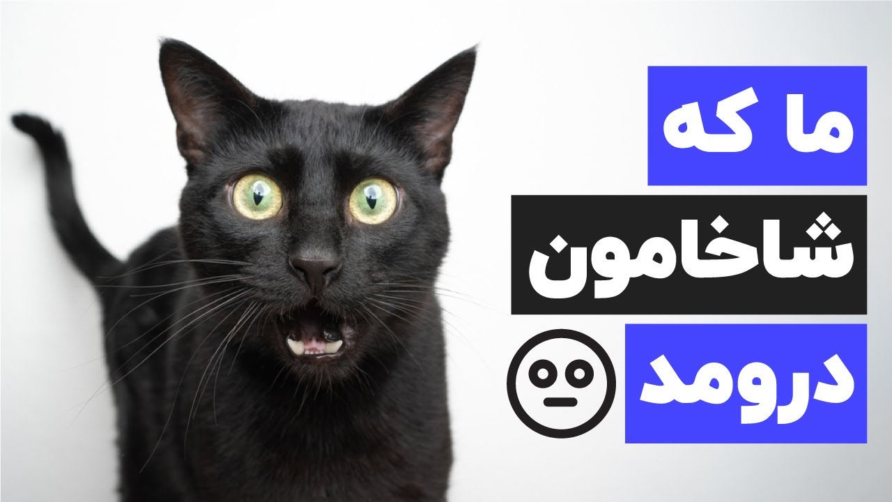 👻 😱داستان های عجیب و ترسناک شما درباره گربه ها