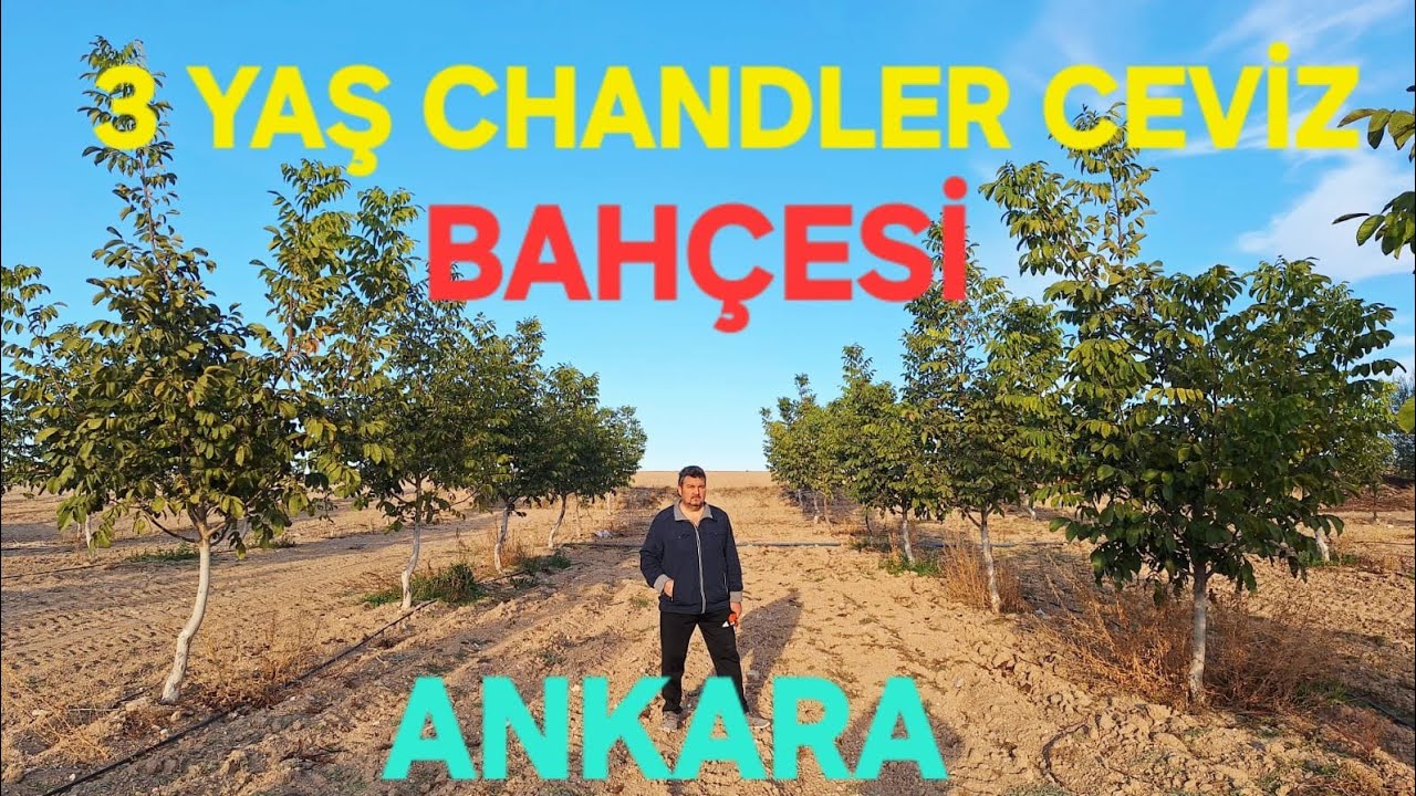 BİTKİ BESLEME VE BİLİNÇLİ BUDAMANIN SONUCU 3 YAŞ CHANDLER ANKARA