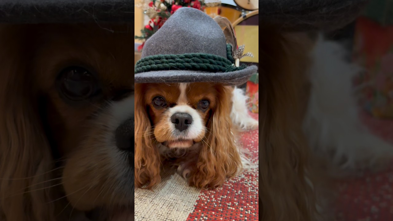 #shorts #love #dog #cavalierkingcharlesspaniel #домикмелкашей #собакаизприюта