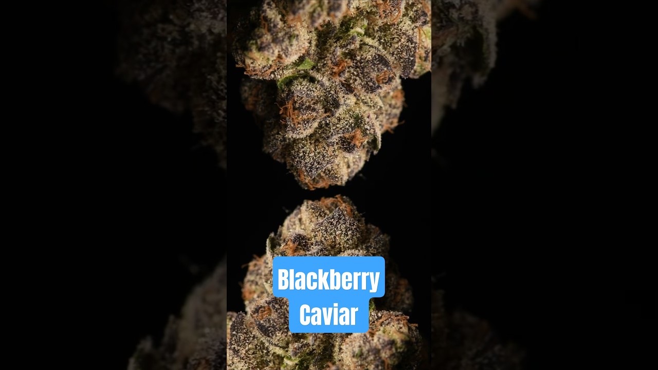 Blackberry Caviar Dry Flower  #cannabiseducation #cannabisstrains #cannabiscultivation #420