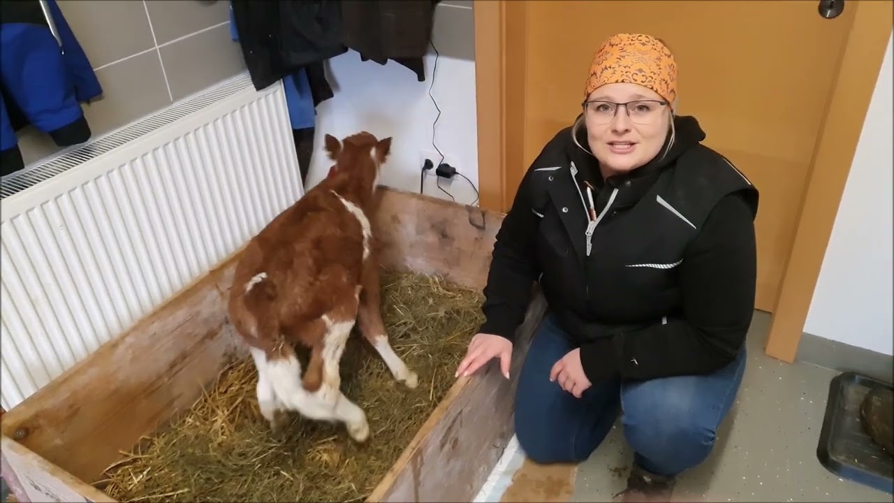 Basics im Rinderstall Teil 2 Drenchen beim Kalb