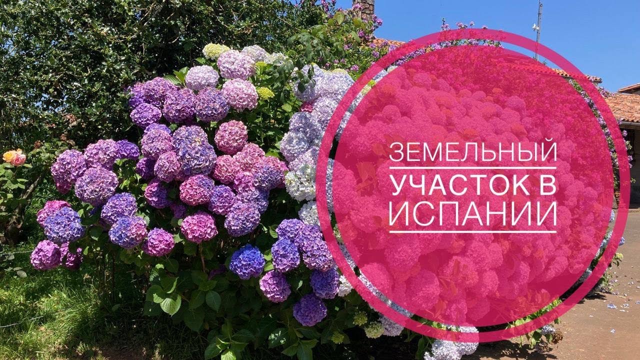 # 397 Земельный Участок В Испании. Лето.  Собрал Инжир. Земля В Испании. Север Испании
