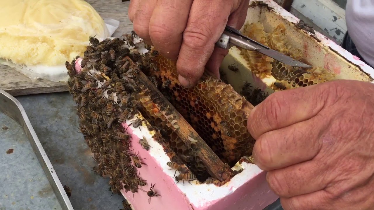 Kışı çıkartmış Çiftleştirme ruşetindeki minik koloninin normal koloniye çevrilmesi