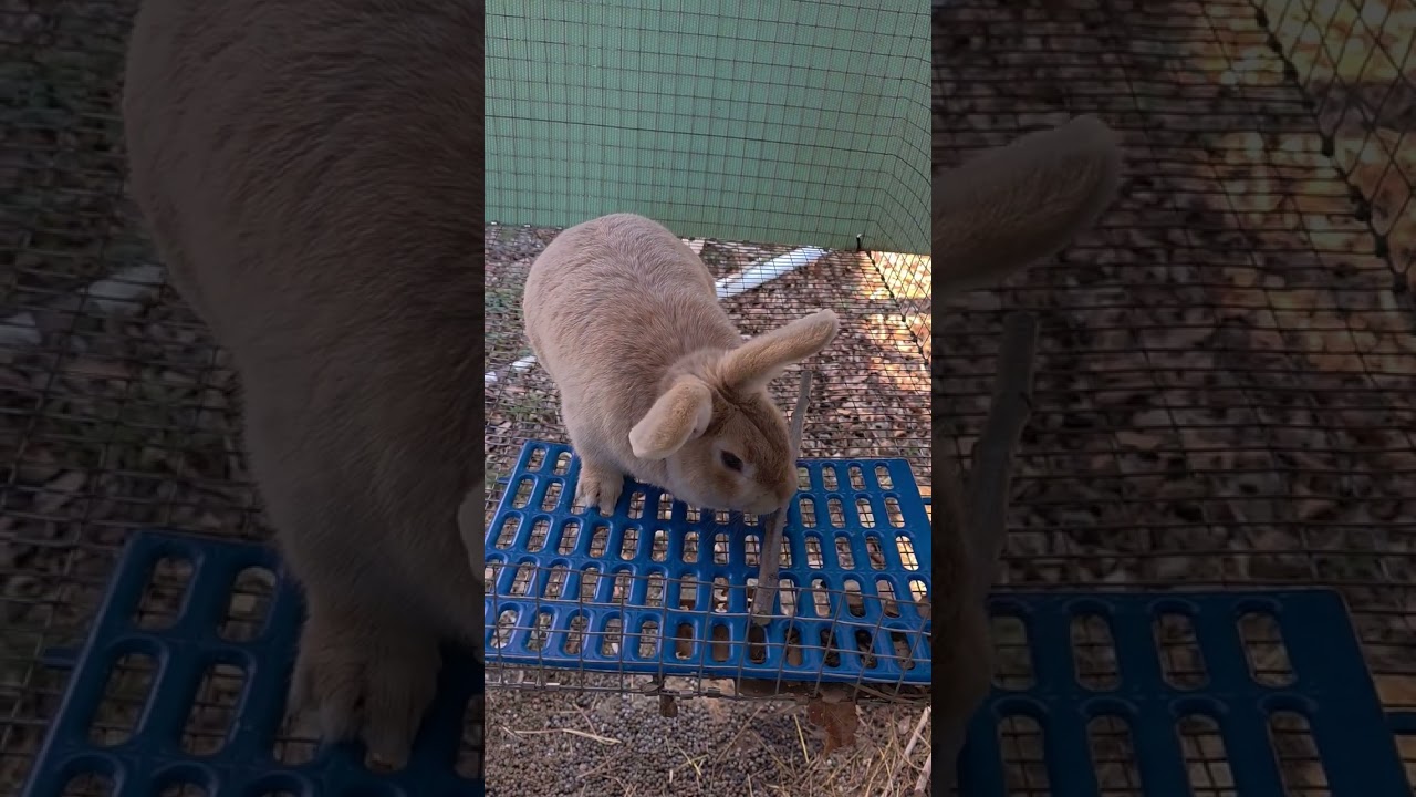 wooden chews for your meat rabbits