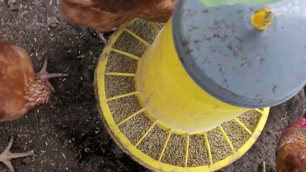 FreeSkyFarm / Kleiner Rundgang 15.2.2026 #hühner #chicken #fyp #viral #trending #fypage 