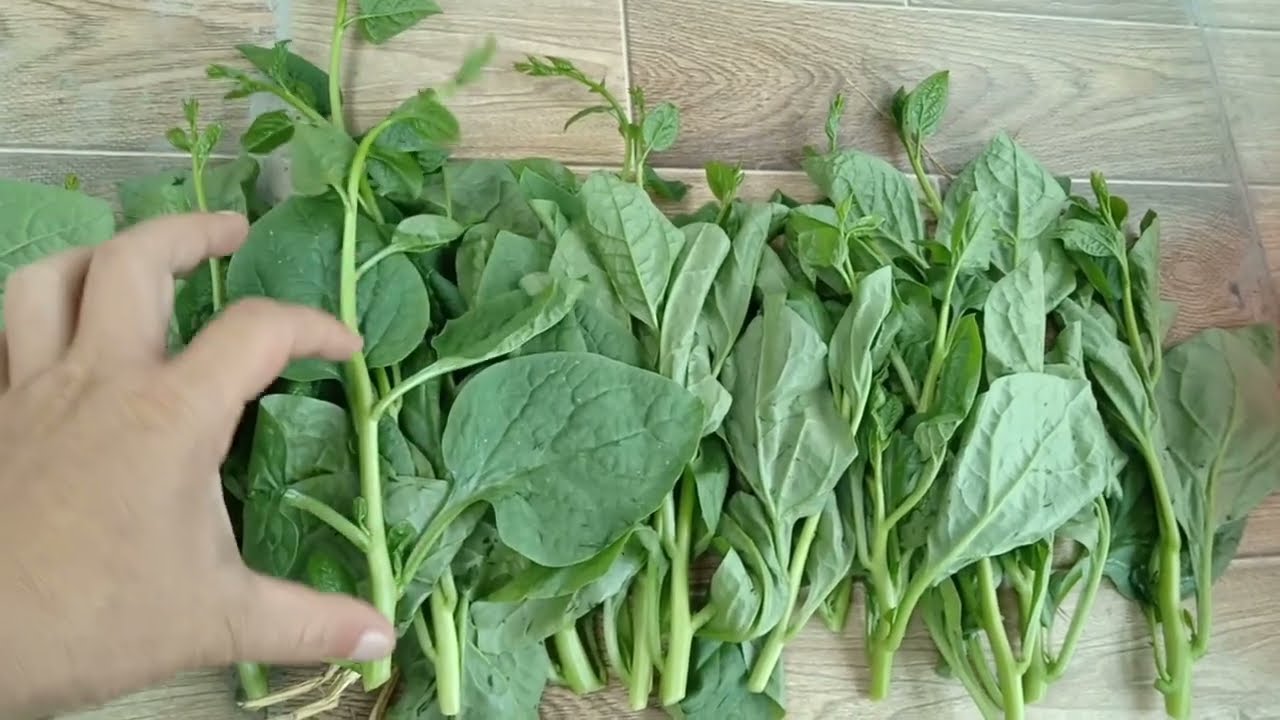 Hướng dẫn cách trồng mồng tơi bằng cành mua ở chợ về