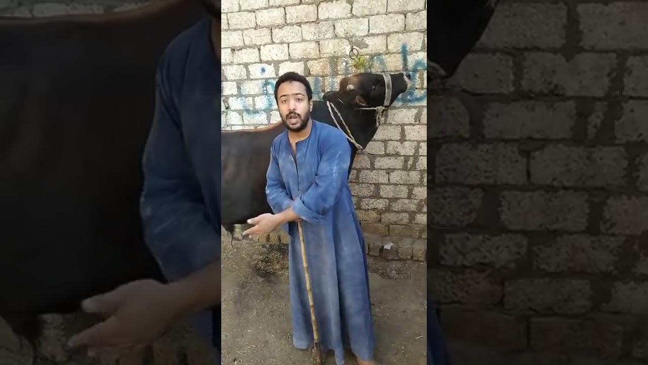 الاساس في التحويل العجل ولا العلف