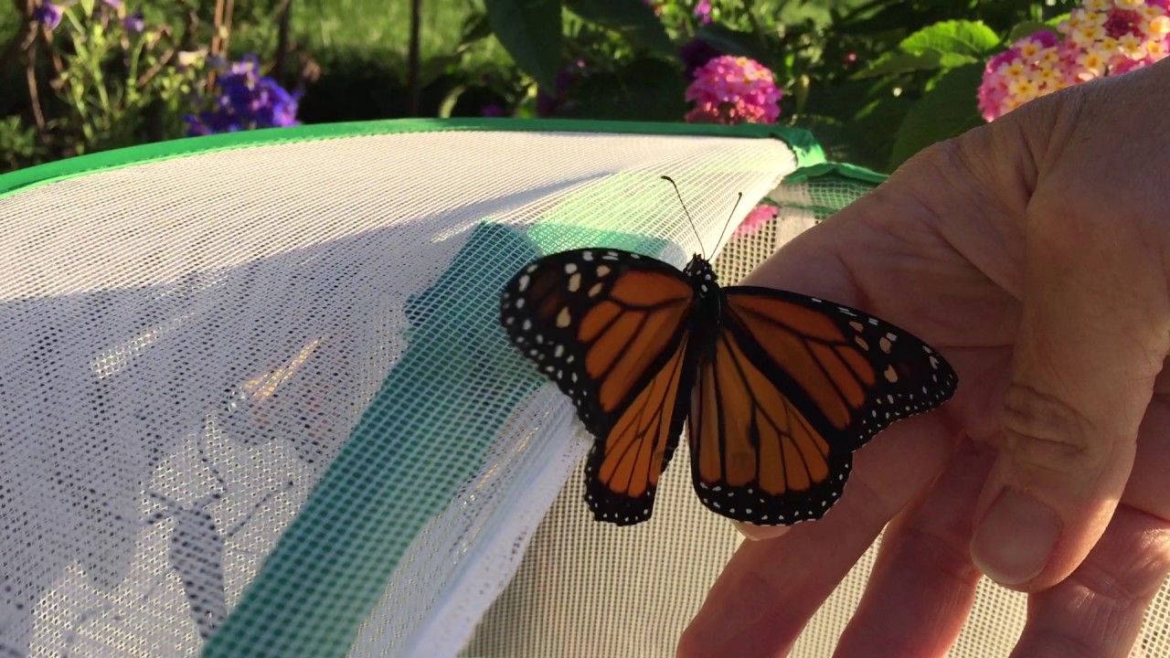 Releasing 12 Monarch Butterflies