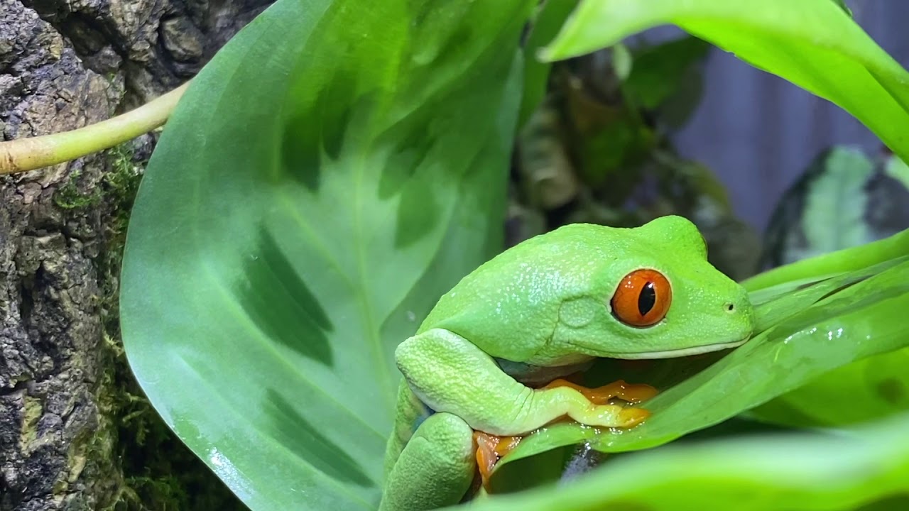 Red Eyed Tree Frog/ Care Guide